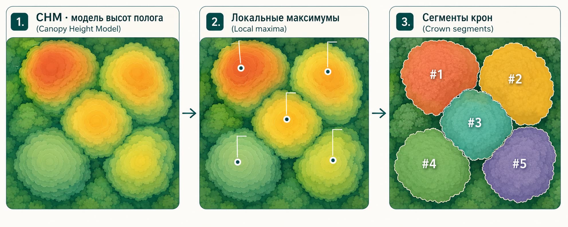 Сегментация крон: CHM → локальные максимумы → сегменты